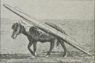 Fig. 4. Islandsk Pakhest.