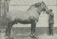 Fig. 5. »Favori«, belgisk Hingst.