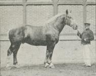 Fig. 6. Percheron Hingst.