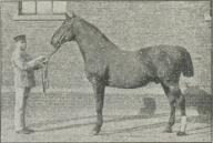 Fig. 14. »Jawohl«, hannoveransk Hingst.