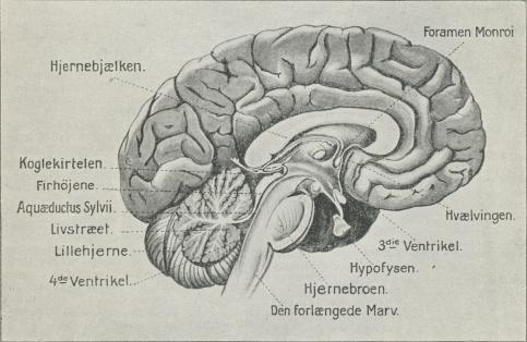 Fig. 2. Menneskehjerne, gennemskaaret i Midterplan.