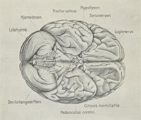 Fig. 3. Menneskehjerne, set fra Undersiden.