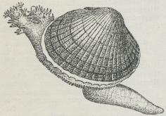 Hjertemusling.