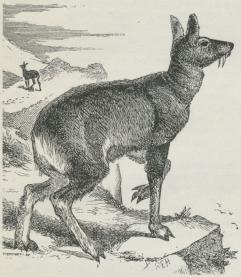 Fig. 1. Moskushjort (Moschus moschiferus).