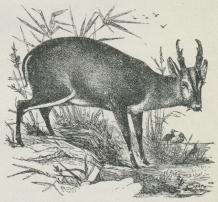 Fig. 2. Muntjak (Cervulus Muntjac).