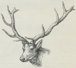 Fig. 3. Hoved af Wapitihjort (Cervus canadensis).