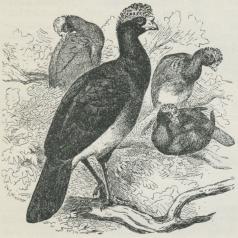 Hokko (Crax alector).