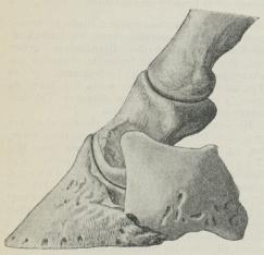 Fig. 1. Hovbenet med Dragtbrusk, Kronbenet og den<bnederste Ende af Kodebenet. (Efter <span class=