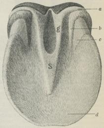 Fig. 3. Hovens Læderhud, set fra Underfladen.<b(Htøjre Forhov).<ba Kronbæltet, b Læderhudkronens Hjørnestøttedel,<bc Læderhudvæggens Hjørnestøttedel, d<bLæderhudsaalen, s Læderhudstraalens Spids, g<bLæderhudstraalens udvendige Gren.