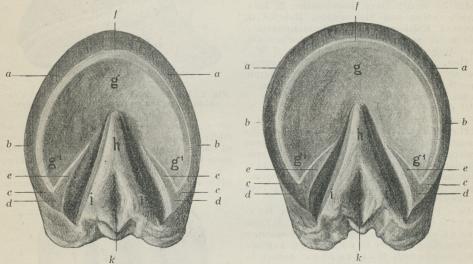 Fig. 4 og 5. Højre For- og Baghov, set fra Underfladen (Hornvæggen skaaret ned i Plan med den ydre<bRand af Hornsaalen, og denne befriet for sine løstsiddende Skaller), a—a Taavæggens, a—b Sidevæggens<bog b—c Dragtvæggens Hovrand, d Dragthjørnet, e Hjørnestøtten, f den hvide Linie, g Hornsaalen, g’<bdennes Spidser, h Hornstraalens Spids, i Hornstraalens Grene, k Straalekløften.