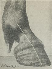 Fig. 9. Fortil brudt Taa-Akse.