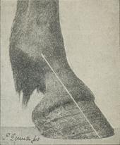 Fig. 10. Samme Fod som Fig. 9, men med<bnedskaarne Dragter, saa at Taa-Aksen nu er ret.