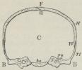 Fig. 1. Skematisk<bTværsnit af Hovedskallen.