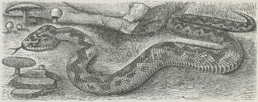 Fig. 1. Hugorm (Vipera berus).