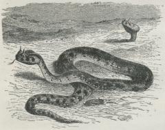 Fig. 2. Hornslange (Cerastes cornutus).