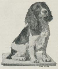 Fig. 3. Cockerspaniels.