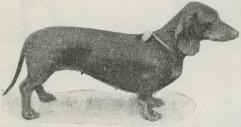 Fig. 4. Gravhund.
