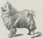 Fig. 5. Spidshund.