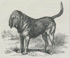 Fig. 6. Eng. Blodhund.