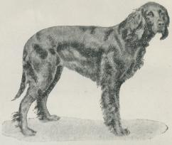 Fig. 8 Gordonsetter