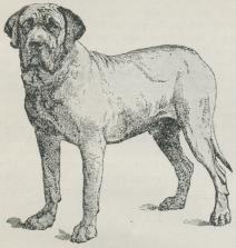 Fig. 9. Mastiff.