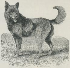 Fig. 10. Hyrdehund (Faarehund).