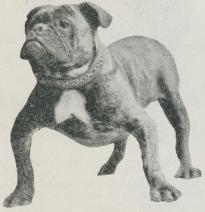 Fig. 11. Bulldog.