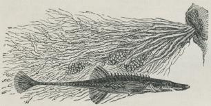 Fig. 1. Tangsnarre (Spinachia vulgaris).