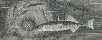 Fig. 2. Den store Hundestejle (Gasterosteus aculeatus) med Rede.