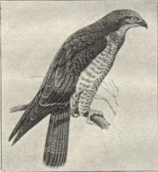 Hvepsevaage (Pernis apivorus).