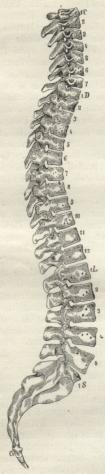 Fig. 2. Hvirvelsøjle set fra højre Side.