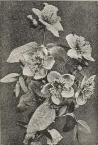 Hypericum Moserianum.