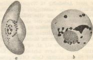 <ba b<bFig. 2. a »Halvmaane« hos Tropica-Parasitten,<bb samme, der har rundet sig af.