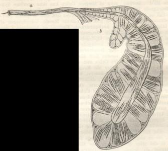 Fig. 3. Befrugtningen hos Hæmoproteus noctuæ.