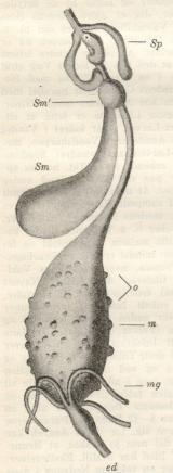 Fig. 4. Fordøjelseskanal af<banopheles med talrige Kapsler af<bTropica-Parasitten. sp Spytkirtel,<bSm Sugemave, m Mave<b(Mellemtarm), o Kapsler med Sporozoider.