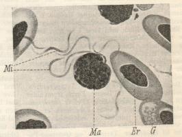 Fig. 5. En Del af en Spytkirtel hos<bAnopheles (skem.) med talrige Kim.