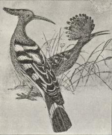Hærfugl (Upupa epops). Hærfugl (Upupa epops).