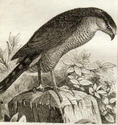 Fig. 2. Spurvehøg, gl Han (Accipiter nisus)