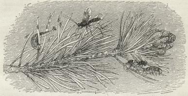 Fig. 2. To Snyltehvepser, hvoraf den til højre belægger en Sommerfuglelarve med<bÆg, den til venstre søger en Fluelarve i samme Øjemed.