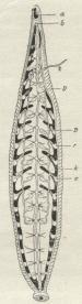 Igle.<ba Mundaabning,<bb Bugnervesnor,<bz Parringslem,<br Segmentalorganer,<bD Skede med Æggestokke,<bB Sædstok,<bk Tarmkanal,<be Sædleder.