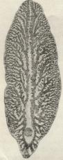 Fig. 1. Tarm af Leverikten.