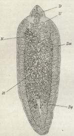 Fig 2. Kønsorganer. D Forenden af Tarmen, Dst Blommestok,<bDg Udførselsgange for denne, H Sædstok, K Æggestok, U Livmoder.