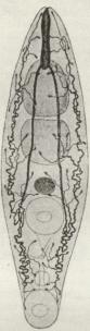 Fig. 3. Ekskretionsorganer af en Ikte.