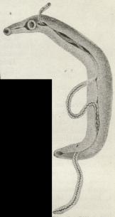 Fig. 5. Bilharzia hæmatobia, ♂ og ♀.