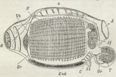 Fig. 1. Et enkelt Individ af en Ildpølse, o Mund,<bYb Fimrebue, N Ganglie, a Rygfold, Br Gællesæk,<bEnd Bugfure, C Hjerte, St Anlæg til Krop, A Kloak,<bAf Tarmkanal, Ov Æggestok, T Sædstok.