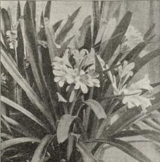 Imantophyllum miniatum.