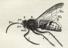 Fig. 1. Gedehams. F Følehorn, NA Overlæbe,<bpa Nakke, Ob Kindbakke, K Hoved, B Bryst,<b5, 6, 7 Ben, H Bagkrop, Fl1 Forvinger, Fl2 Bagvinger.