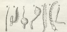 Fig. 2. Forsk. Typer paa Følehorn (Antenner).<bA børsteformet Følehorn af en Guldsmed, B Følehorn<bmed haaret Følebørste (Flue), C Følehorn med nøgen<bFølebørste (Flue), D Følehorn med kølleformet<bopsvulmede sidste Led (Aadselgraver), E kamdelt<bFølehorn (Smælder), F savtakket Følehorn (Træbuk),<bG knæet Følehorn (Snudebille).