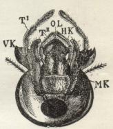 Fig. 3. Undersiden af Hovedet af<ben Faarekylling. OL Overlæbe,<bVK Kindbakker, MK Kæber,<bT’ Kæbepalper, HK Underlæbe,<bT" Læbepalpe.