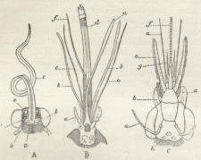 Fig. 4. Munddele af (A) Sommerfugl, (B) Myg og (C)<bBi. a Overlæbe, b Kindbakker, c Kæber, d<bKæbepalper, e Læbepalper, d Underlæbe, f Hypopharynx,<bf Tunge, g Bitunger, h enkelte Øjne.
